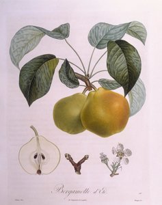 Henry Louis Duhamel du Monceau "Bergamot" körte, Pierre Antoine Poiteau botanikai lemeze