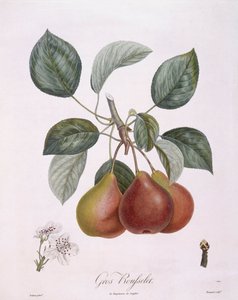 Körte "Gros Rousselet" Henry Louis Duhamel du Monceau, Pierre Antoine Poiteau botanikai lemeze