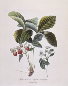 Virginia eper (Fragaria virginiana), Henry Louis Duhamel du Monceau, Pierre Antoine Poiteau botanikai lemeze