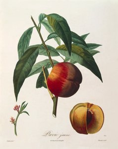 Sárga őszibarack (Pavie Jaune), Antoine Poiteau