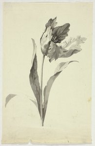 Tulipán