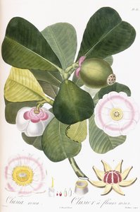 Clusia rosea, Clusier rózsaszín virágokkal, 1808-1828