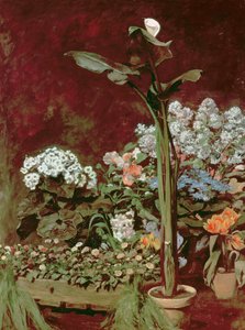 Liliom és üvegházi növények