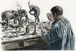 Taxidermia: Taxidermista plüssállatokat a műhelyében Gravírozás a travers les metiers kirándulásból” Pierre Calmette Collection privee