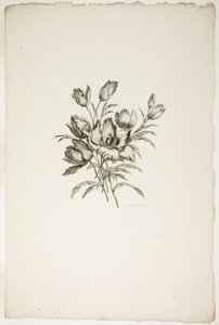 Csokor tulipánokkal, a Különféle virágcsokrok gyűjteményéből, Jean Pillement találta ki és rajzolta, és P. C. Canot gravírozta alkotó: Pierre Charles Canot