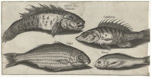 Bockfish, süllő, géb és egy ismeretlen hal Horgászat (sorozat címe) Piscivm vivae ikonok (sorozat címe)