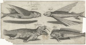 Repülő morgás, csomó, blenny és egy rozmár Horgászat (sorozat címe) Piscivm vivae ikonok (sorozat címe)