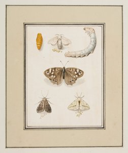 Lepkék, lepkék és hernyók, 1755-1765 körül (akvarell papíron)