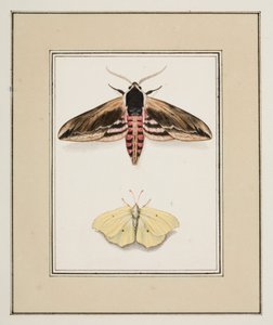Privet Hawk Moth and Common Brimstone, 1755-1765 körül (akvarell papíron)