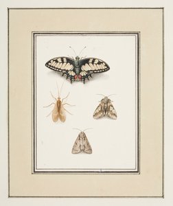 Fecskefarkú pillangó, Mayfly és két lepke, 1755–1765 körül (akvarell papíron)