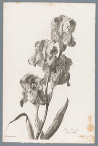 Dalmatische írisz Világoskék írisz / Iris pallida (cím a tárgyon) Természetből merített virágok (...) (sorozat címe)