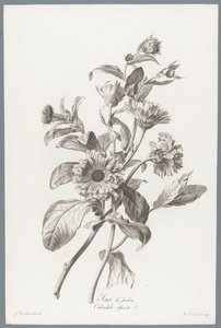 Goudsbloem Körömvirág / Calendula Officinalis L. (cím a tárgyon) Természetből merített virágok (...) (sorozat címe)