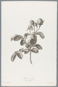 Honderdbladige roos Százlevelű rózsa / Rosa centifolia L. (cím a tárgyon) Természetből merített virágok (...) (sorozat címe)