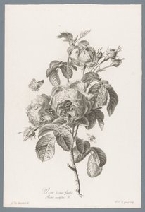Honderdbladige roos Százlevelű rózsa / Rosa centifolia L. (cím a tárgyon) Természetből merített virágok (...) (sorozat címe)