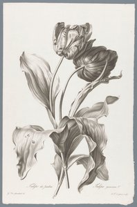tulp Kerti tulipán / Tulipa gesneriana L. (cím a tárgyon) Természetből merített virágok (...) (sorozat címe)