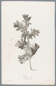 Zomerik Közönséges tölgy / Quercus robur L. (cím a tárgyon) Természetből merített virágok (...) (sorozat címe)