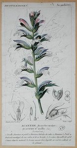 Acanthus Mollis, 1820 körül (színes metszet)
