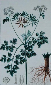 Chervilt ábrázoló botanikai tábla, Francois Pierre Chaumeton (1775-1819) „Flore du Dictionnaire des sciences medicales” című művéből, 1813-1820 között (színes metszet)