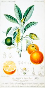 Citrus Aurantium vagy Sevilla Orange, 1820 körül (színes gravírozás)