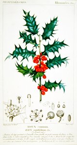 Holly (Ilex aquifolium) botanikai lemez, 1820 körül (színes litó)