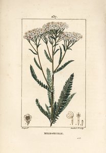 Achillee cickafark - Yarrow, Achillea millefolium. Lambert Junior kézi csíkos rézmetszet Pierre Jean-Francois Turpin rajzából Chaumetonból, Poiret és Chamberet „” La Flore Medicale” című művéből, Paris, Panckoucke