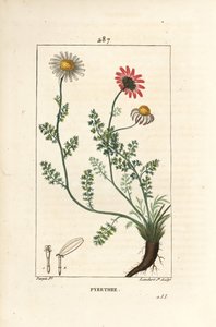Afrikai pirethrum - Spanyolország Pellitory, Anthemis pyrethrum (Anacyclus pyrethrum) virágokkal, levelekkel, szárral és gyökerekkel. Lambert Junior kézi csíkos rézmetszet Pierre Jean-Francois Turpin rajzából, Chaumeton, Poiret és Cham alkotó: Pierre Jean Francois Turpin