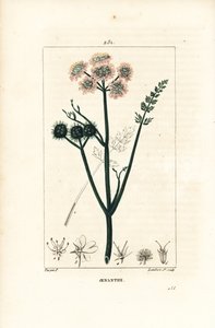 Vízi oenanthe vagy vízi édeskömény - Finomlevelű vízcsepp, Oenanthe aquatica. Lambert Junior kézi csíkos rézmetszet Pierre Jean-Francois Turpin rajzából Chaumetonból, Poiret és Chamberet „” La Flore Medicale”” Pari című művéből alkotó: Pierre Jean Francois Turpin