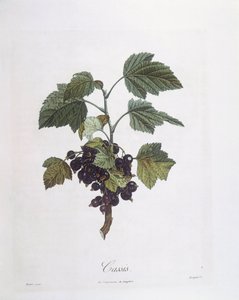 Fekete ribizli (Ribes nigrum) vagy feketeribizli Noir de Bourgogne Henry Louis Duhamel du Monceau, Pierre Jean Francois Turpin botanikai tányérja alkotó: Pierre Jean Francois Turpin