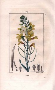 Botanikai: káposztavirág - Káposztavirág, Brassica oleracea. Lambert kézzel színezett rézmetszet, Pierre Jean-Francois Turpin Chaumeton rajzából, Poiret et Chamberet „” La Flore Medicale” című művéből, Paris, Panckoucke alkotó: Pierre Jean Francois Turpin