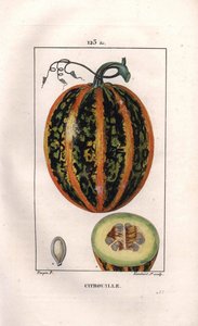 Botanikai: sütőtök - Sütőtök, vetőmag és gyümölcsön keresztüli metszet, sütőtök, Cucurbita pepo. Lambert kézi színű rézmetszet, Pierre Jean-Francois Turpin Chaumeton rajzából, Poiret et Chamberet „” La Flore Medicale”, Párizs, alkotó: Pierre Jean Francois Turpin