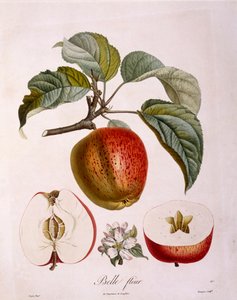 Botanika - Rosaceae - alma „Gyönyörű virág”. (botanikai tábla alkotó: Pierre Jean Francois Turpin
