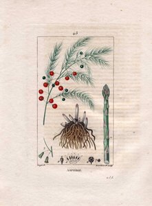 Botanika: spárga - Asparagus gyökér, virág és gyümölcs, Asparagus officinalis. Lambert kézzel színezett rézmetszet, Pierre Jean-Francois Turpin Chaumeton rajzából, Poiret et Chamberet „” La Flore Medicale” című művéből, Paris, Panckoucke alkotó: Pierre Jean Francois Turpin