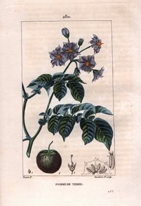 Botanika: burgonya - Burgonya növény, virágok és gyümölcsök, Solanum tuberosum. Lambert kézzel színezett rézmetszet, Pierre Jean-Francois Turpin Chaumeton rajzából, Poiret et Chamberet „” La Flore Medicale” című művéből, Paris, Panckoucke alkotó: Pierre Jean Francois Turpin