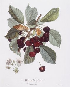 Cseresznyefa (Prunus avium), Henry Louis Duhamel du Monceau, Pierre Jean Francois Turpin botanikai lemeze alkotó: Pierre Jean Francois Turpin