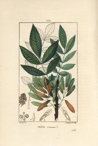 Közönséges kőris vagy kőris eleve – Kőrisfa, Fraxinus excelsior, körvonalban ábrázolva az ágakat, leveleket, magokat és leveleket. Lambert Junior kézi csíkos rézmetsze Pierre Jean-Francois Turpin Chaumeton rajzából, Poiret et Chamberet ""