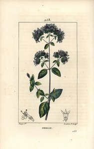 Közönséges oregánó, más néven vadmajoránna - Oregano vagy vadmajoránna, Origanum vulgare, virággal, levéllel, szárral és maggal. Lambert Junior kézi színű rézmetszet, Pierre Jean-Francois Turpin rajzából, Chaumeton, Poiret és