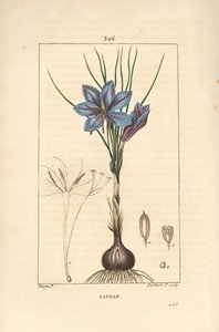 Crocus – Sáfrány sáfrány, Crocus sativus, virágot, levelet, szárat, hagymát és stigmát mutat. Lambert Junior kézi csíkos rézmetsze Pierre Jean-Francois Turpin rajzából Chaumetonból, Poiret és Chamberet „” La Flore Medicale” című művéből” alkotó: Pierre Jean Francois Turpin