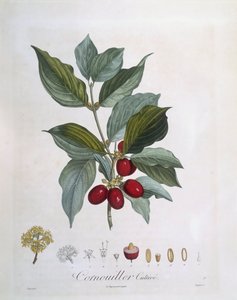 Európai Cornel (Cornus mas), Henry Louis Duhamel du Monceau, Pierre Jean Francois Turpin botanikai lemeze alkotó: Pierre Jean Francois Turpin