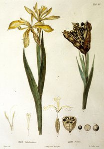Fetid Iris, L. J. Allais metszet (kézzel színezett metszet) alkotó: Pierre Jean Francois Turpin