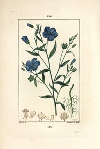 Len - Lenmag, Linum sativum. Lambert Junior kézi csíkos rézmetszet Pierre Jean-Francois Turpin rajzából Chaumetonból, Poiret és Chamberet „” La Flore Medicale” című művéből, Paris, Panckoucke alkotó: Pierre Jean Francois Turpin