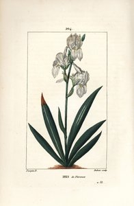 Firenzei írisz, Firenzei írisz - Firenzei írisz, Iris florentina, virág és levél. Dubois kézzel színezett rézmetszet, Pierre Jean-Francois Turpin rajzából Chaumetonból, Poiret és Chamberet „” La Flore Medicale” című művéből, Paris, Pan alkotó: Pierre Jean Francois Turpin