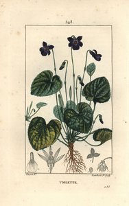 Illatos Violet - Édes ibolya, Viola odorata, virággal, levéllel, szárral és gyökerekkel. Lambert Junior kézi csíkos rézmetszet Pierre Jean-Francois Turpin rajzából Chaumetonból, Poiret és Chamberet „” La Flore Medicale”” Pari című művéből alkotó: Pierre Jean Francois Turpin
