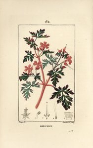 Muskátli fű a Robert - Hert Robert, Geranium robertianum. Lambert Junior kézi csíkos rézmetszet Pierre Jean-Francois Turpin rajzából Chaumetonból, Poiret és Chamberet „” La Flore Medicale” című művéből, Paris, Panckoucke alkotó: Pierre Jean Francois Turpin