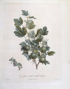 Egres (Ribes uva-crispa), Henry Louis Duhamel du Monceau, botanikai lemez Pierre Jean Francois Turpintól alkotó: Pierre Jean Francois Turpin