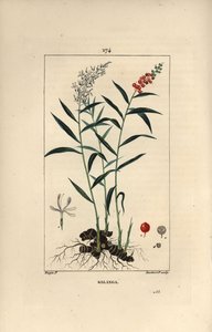 Grand galanga vagy Galanga – Nagy vagy thai galangal, Alpinia galanga, virágokkal, bogyókkal, levelekkel és rizómagyökérrel. Lambert Junior kézi csíkos rézmetszet Pierre Jean-Francois Turpin rajzából, Chaumeton, Poiret et Ch. alkotó: Pierre Jean Francois Turpin