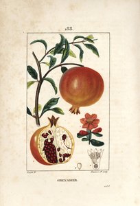 Gránátos - gránátalma fa, Punica granatum, levelekkel, virágokkal, gyümölcsökkel és a gyümölcsön keresztül, amely magokat mutat. Lambert Junior kézi csíkos rézmetszet Pierre Jean-Francois Turpin rajzából, Chaumeton, Poiret és Chamberet alkotó: Pierre Jean Francois Turpin