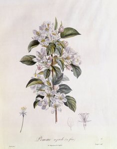 Galagonya (Crataegus azarolus) virág Henry Louis Duhamel du Monceau, Pierre Jean Francois Turpin botanikai lemeze alkotó: Pierre Jean Francois Turpin