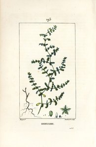 Sérv glabrous vagy turquette - Repedési sörce, Herniaria glabra. Lambert Junior kézi csíkos rézmetszet Pierre Jean-Francois Turpin rajzából Chaumetonból, Poiret és Chamberet „” La Flore Medicale” című művéből, Paris, Panckoucke alkotó: Pierre Jean Francois Turpin