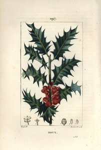 Holly - Holly, Ilex aqualifolium, szúrós levelekkel és piros bogyókkal. Lambert Junior kézi csíkos rézmetszet Pierre Jean-Francois Turpin rajzából Chaumetonból, Poiret és Chamberet „” La Flore Medicale” című művéből, Paris, Panckouc alkotó: Pierre Jean Francois Turpin