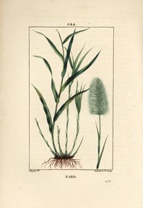 Indiai nárd, jelzi, spicanard - Spikenard, Andropogon nardus, levéllel, gyökérrel és virággal. Lambert Junior kézi csíkos rézmetszet Pierre Jean-Francois Turpin rajzából Chaumetonból, Poiret és Chamberet „” La Flore Medi” című művéből alkotó: Pierre Jean Francois Turpin